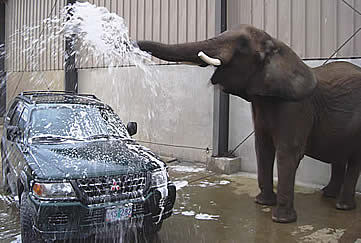 Car Wash - Elephant